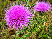 Thistle Beauty