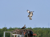 Juvenile Osprey antics