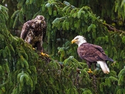 The Young and the Old