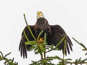 Taking the High Ground