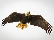 Joining the Food Fest