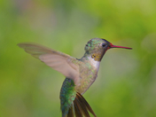 Approaching the feeder