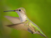 Female Ruby throated Hummingbird
