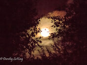 Evening Sky