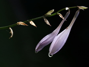 Hosta Personality