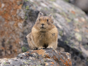 Pika