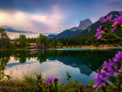 Flowers By Quarry Lake