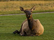 Elk Lounging On The Grass