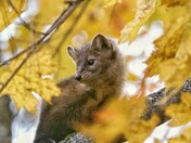 Fall Marten 