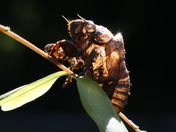 Cicada Shell