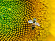Sunflower and Honey Bee