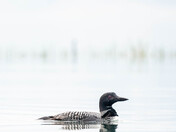 Lone Loon