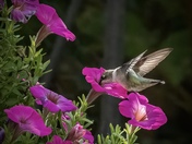 Hummingbird 