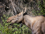 Female moose eating leafy greens in Jasper National Park.