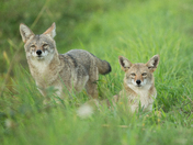 Sitting with Coyotes