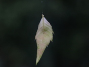 The Fall is approaching...