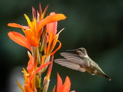 Hummingbird