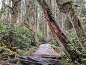 Coastal forest trails