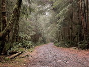 BC Forest Trails