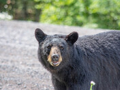 Watermelon Bear