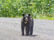 Watermelon Bear