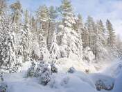Winter Wonderland 