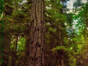 Pixies In The Forest