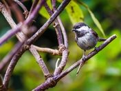 It Came With a Group