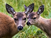 Two Heads Better Than One