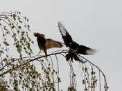 Magpie vs Merlin