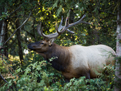 Roosevelt Elk on Vancouver Island 