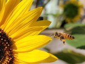 Bee harvesting a sunflower