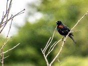 Red-Winged Blackbird