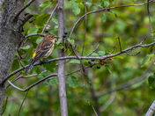 Yellow Rumped Warbler