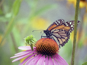 Life in an Urban Garden
