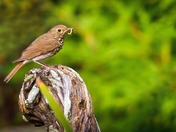 Early Bird Got the Worm