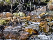 Grizzly Bear of the Khutzeymateen
