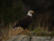 Bald Eagle