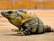 A Mexican Iguana