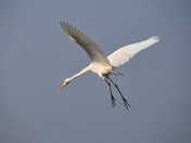 Stork in flight