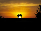 The Horse On The Hill