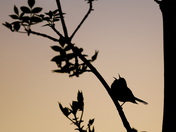 Blue-winged Sings the Blues