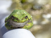 Grey Tree Frog