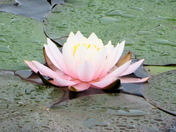 Water garden 