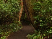 A View of Cape Scott Trail