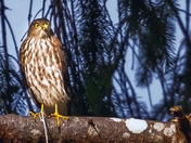 Looking For Some Fun