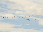  A  flock of canadains 