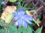 Morning dew