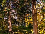 Yellow Trees In The Autumn 