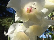 Fall Gladiolus